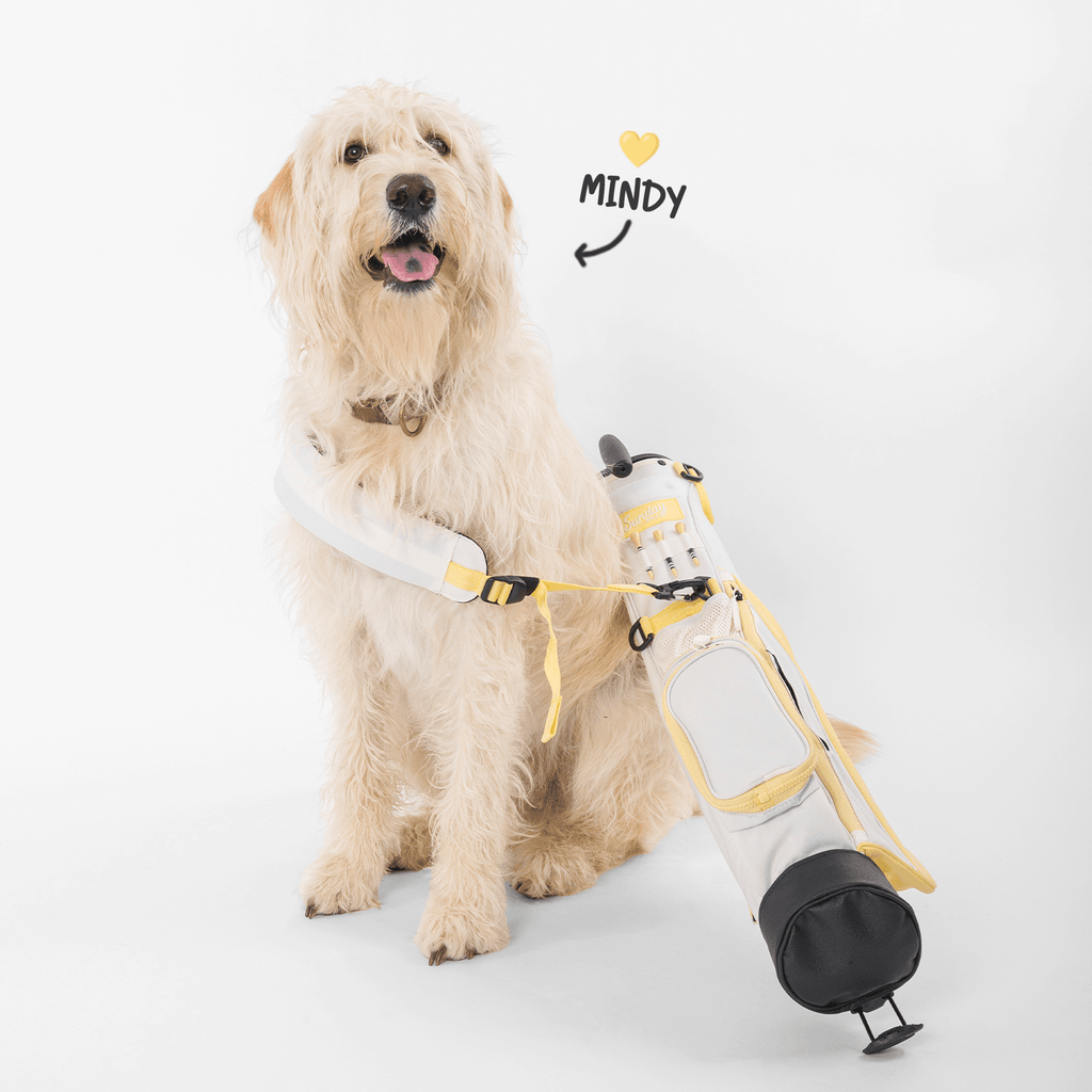 A dog named Mindy showcasing the Loma Bag 